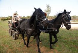 Carrozza Con Pariglia In Movimento